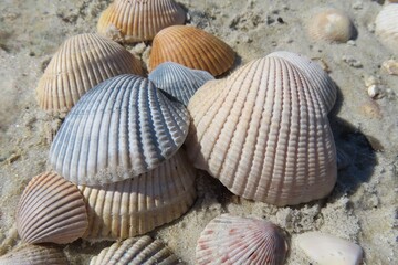 Seashells on the sand in Atlantic coast of North Florida
