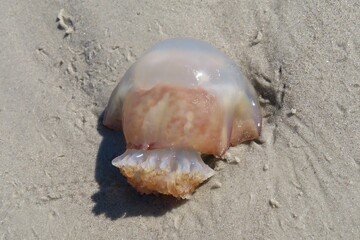 Cannonball jellyfish on Atlantic coast of North Florida