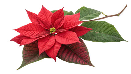 red poinsettia isolated on white