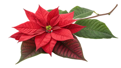 red poinsettia isolated on white