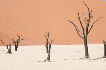 Dead camelthorn trees rise starkly from the pale clay surface of Deadvlei, backed by the sweeping orange dunes of the Namib Desert.