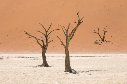 Three ancient dead camelthorn trees stand on the pale clay floor of Deadvlei, backed by towering orange dunes under intense desert light. - Powered by Adobe