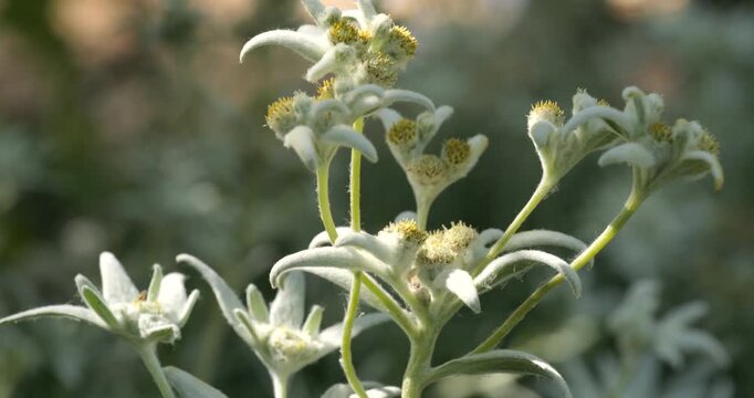 Close-up Edelweiss flowers on blurred green leaves edelweiss flower field background. Edelweiss is a rare flower plant in Leontopodium genus native to the European Alps carries symbolism of devotion