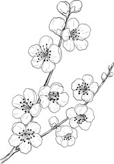 梅の花の線画
