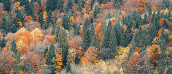 Autumn forest. Many yellow and red trees, as well as green spruces and pines
