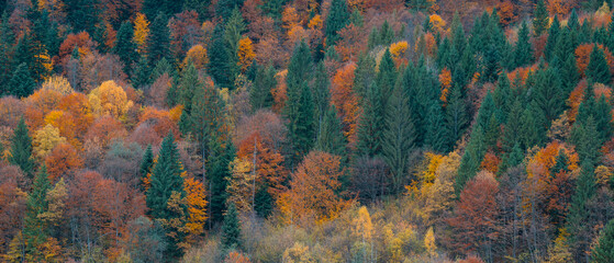 Autumn forest. Many yellow and red trees, as well as green spruces and pines