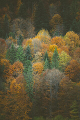 Autumn forest. Many yellow and red trees, as well as green spruces and pines
