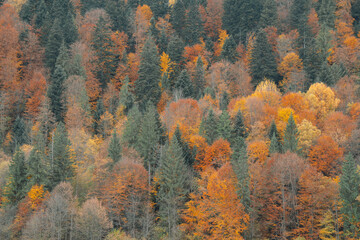 Autumn forest. Many yellow and red trees, as well as green spruces and pines
