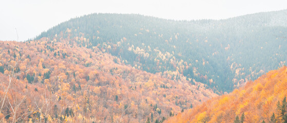 Autumn forest. Many yellow and red trees, as well as green spruces and pines
