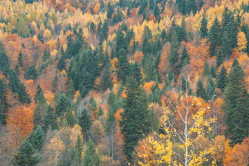 Autumn forest. Many yellow and red trees, as well as green spruces and pines
