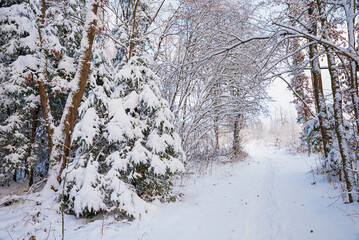 snowy path through the beautiful winter forest