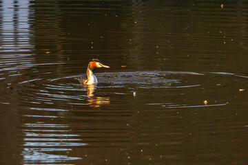 A Great Crested Grebe with its distinctive head plumage swims on dark, calm water. It creates concentric ripples, and golden light reflects on the surface