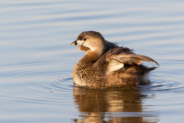 00610-00906 Pied-billed Grebe (Podilymbus podiceps) displaying in wetland Marion Co. IL