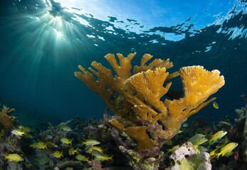 Elkhorn coral on a shallow reef, while fish swim around it. © Maydel