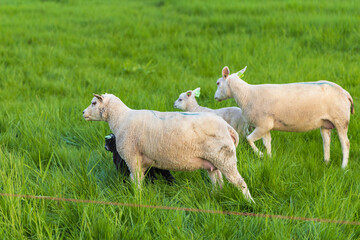 Obraz premium Adult black and white sheep and lambs stand on a lush green pasture fenced with electric wire, a dark bucket in the background