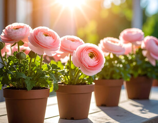 Delicate pink ranunculus flowers blooming in terracotta pots in bright sunlight
