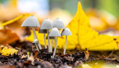 Delicate mushrooms growing in autumn forest with yellow leaf backdrop
