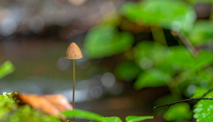 Delicate mushroom growing in forest setting surrounded by lush greenery