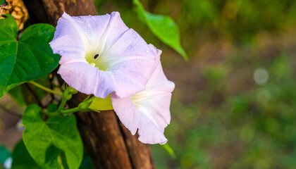 Delicate morning glory blossom with soft purple petals in natural light