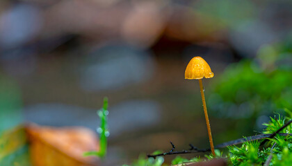 Delicate yellow mushroom growing on mossy forest floor close up view