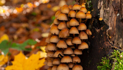 Dense grouping of small mushrooms growing wild on forest tree trunk