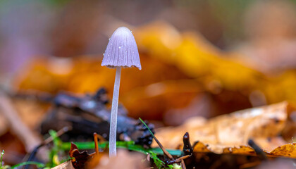Delicate mushroom among autumn leaves in natural woodland setting