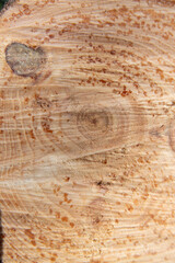 Cross-section of a pine log with visible growth rings, resin drops, and knots that highlight the natural texture of the wood and organic patterns.