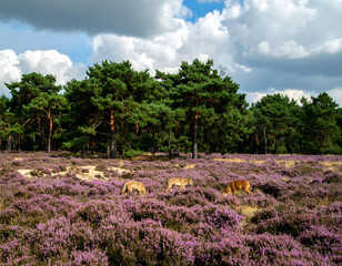 Deer grazing in a vibrant heather field on a cloudy day natural landscape