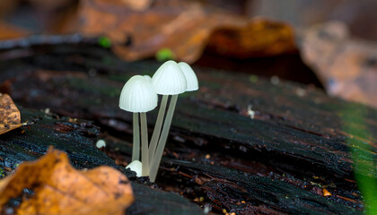 Delicate white bonnet mushrooms growing on decaying log in forest floor