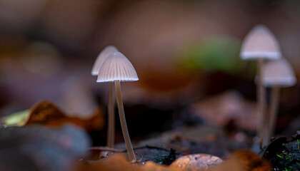 Delicate mushrooms grow on forest floor ground in autumn season
