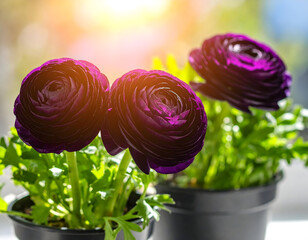 Dramatic purple ranunculus flowers in dark pots indoor still life