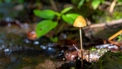 Delicate mushroom in forest setting close up woodland ecosystem sunlight