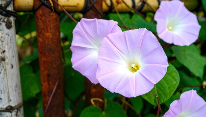 Delicate lavender morning glory blossoms blooming in natural light