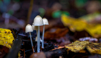 Delicate mushrooms amidst fallen autumn leaves in a natural woodland setting