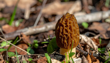 Detailed morel mushroom close up in forest setting for culinary or nature content