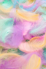 Obraz premium Colorful feather background, top view.