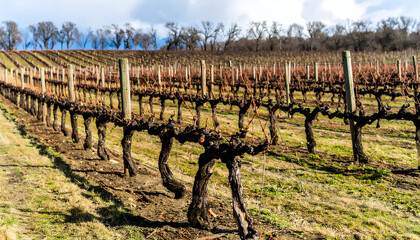 Dormant grapevines in vineyard row agriculture and seasonal change imagery
