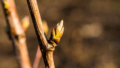 Delicate budding branch in early spring sunlight macro shot close up