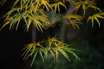 Delicate Garden Maple Leaves in Autumn / 秋の庭先に揺れる繊細な紅葉