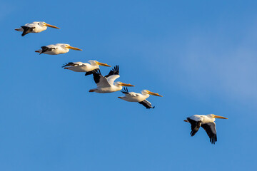 00671-01715 American White Pelicans (Pelecanus erythrorhynchos) in flight Clinton Co. IL