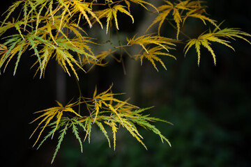 Delicate Garden Maple Leaves in Autumn / 秋の庭先に揺れる繊細な紅葉