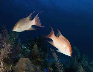 Two Hogfish swimming in different direction in the coral reef