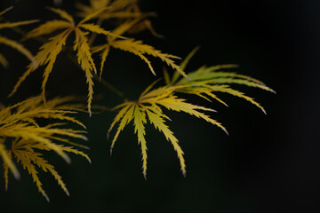 Delicate Garden Maple Leaves in Autumn / 秋の庭先に揺れる繊細な紅葉