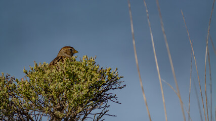 Small Sparrow Perched on Top of a Green Shrub Against a Blue Sky
