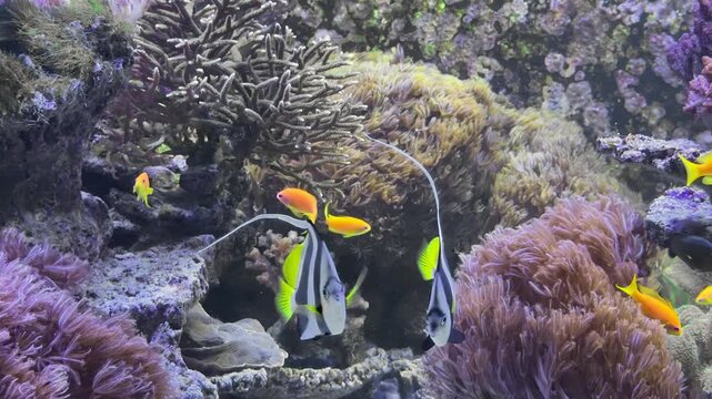 tropical fish swimming in coral reef aquarium with purple corals and clear water

