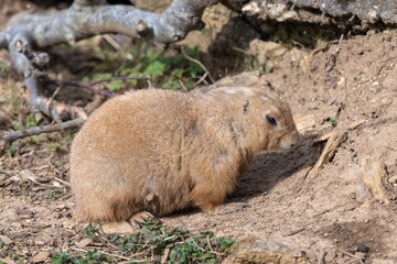 Portrait of a groundhog (marmota monax)
