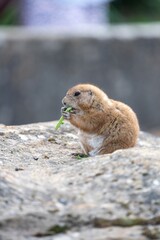 Portrait of a groundhog (marmota monax) eating