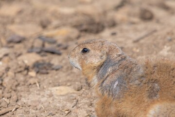 Portrait of a groundhog (marmota monax)