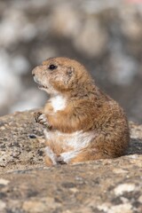 Portrait of a groundhog (marmota monax) eating