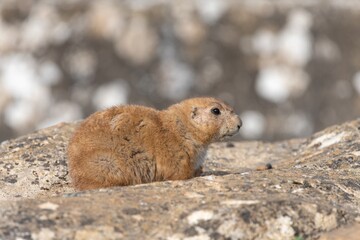Portrait of a groundhog (marmota monax)